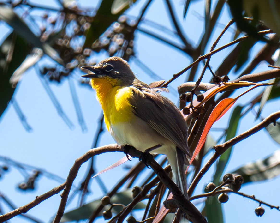 Yellow-breasted Chat - ML619368450