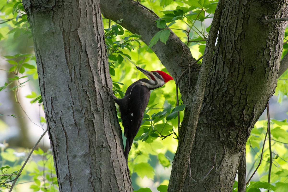 Pileated Woodpecker - ML619368465
