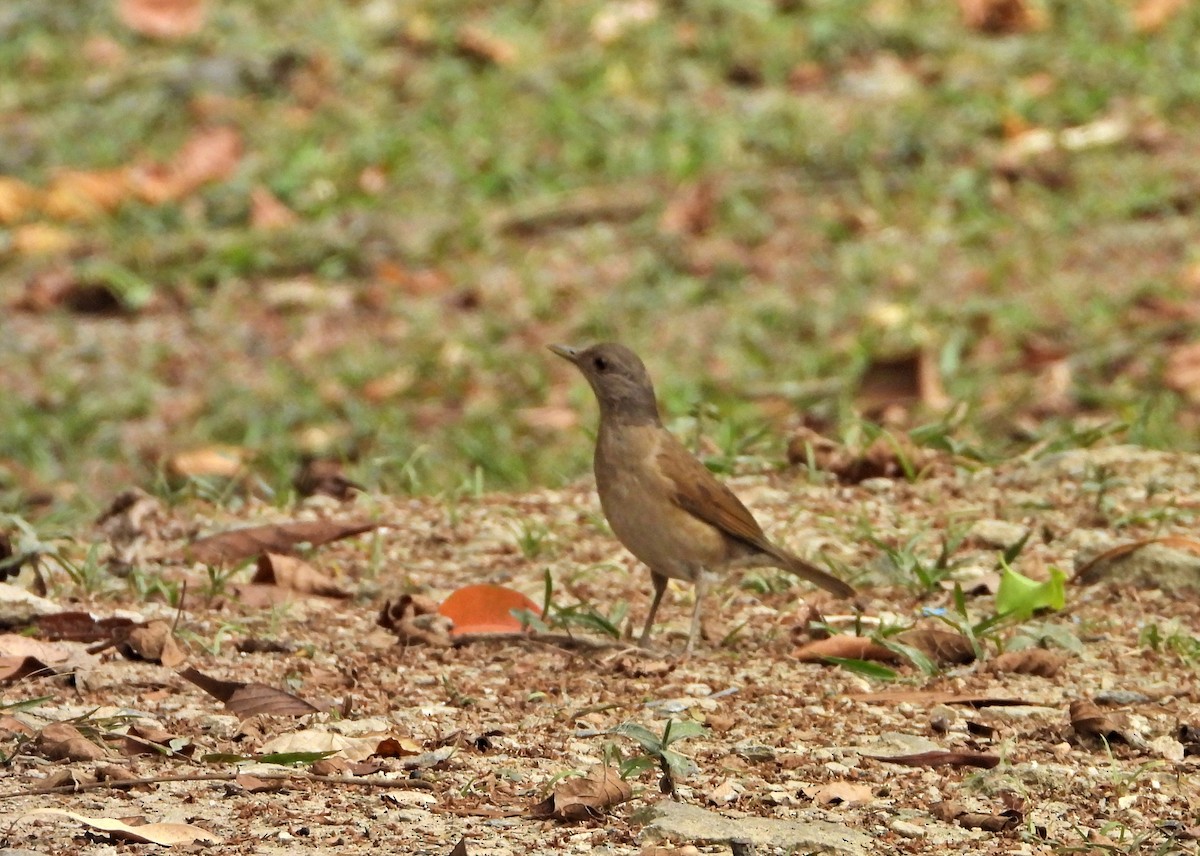 Pale-breasted Thrush - ML619368470
