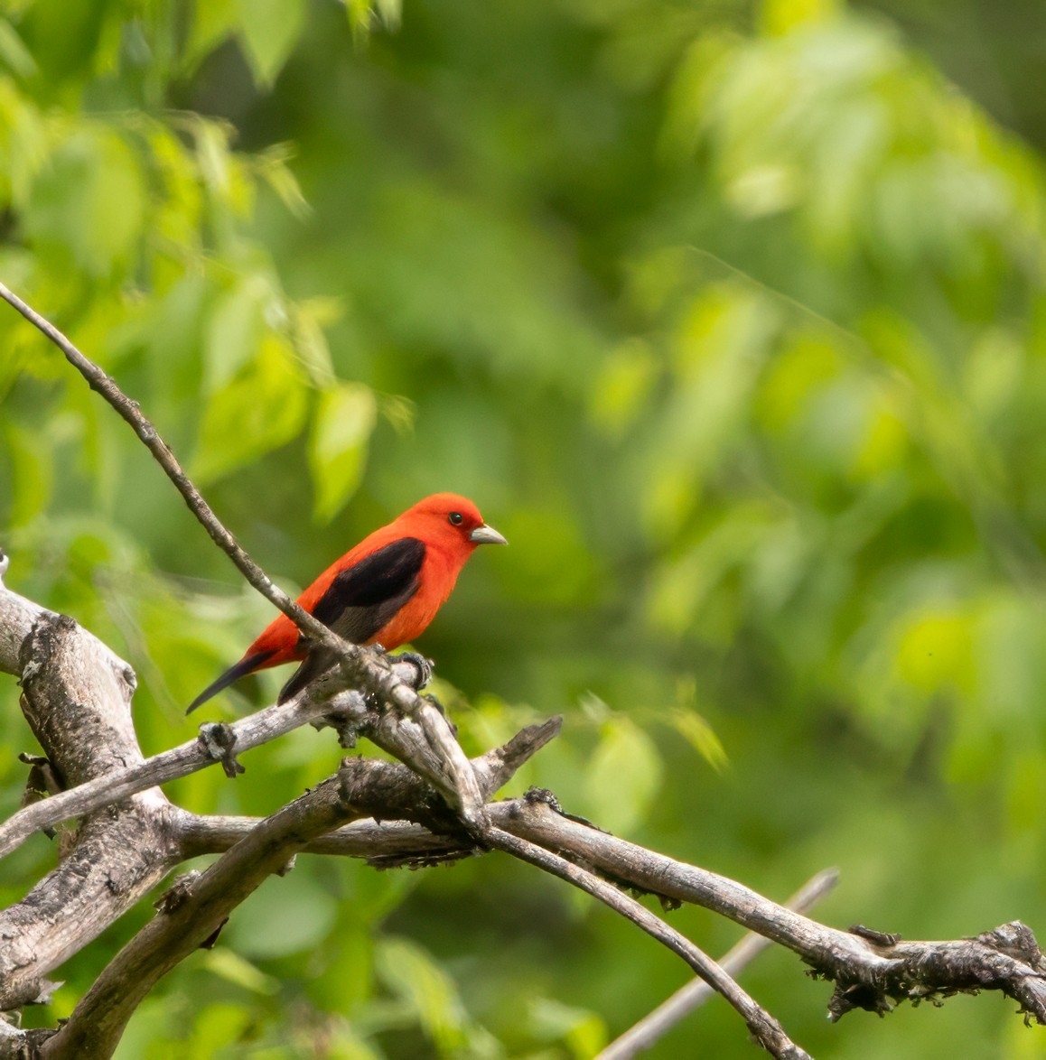 Scarlet Tanager - ML619368488