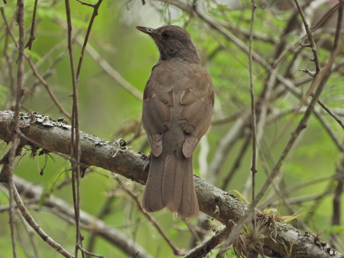 Pale-breasted Thrush - ML619368489
