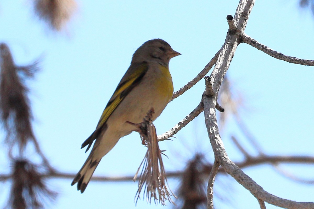 Lawrence's Goldfinch - ML619368510