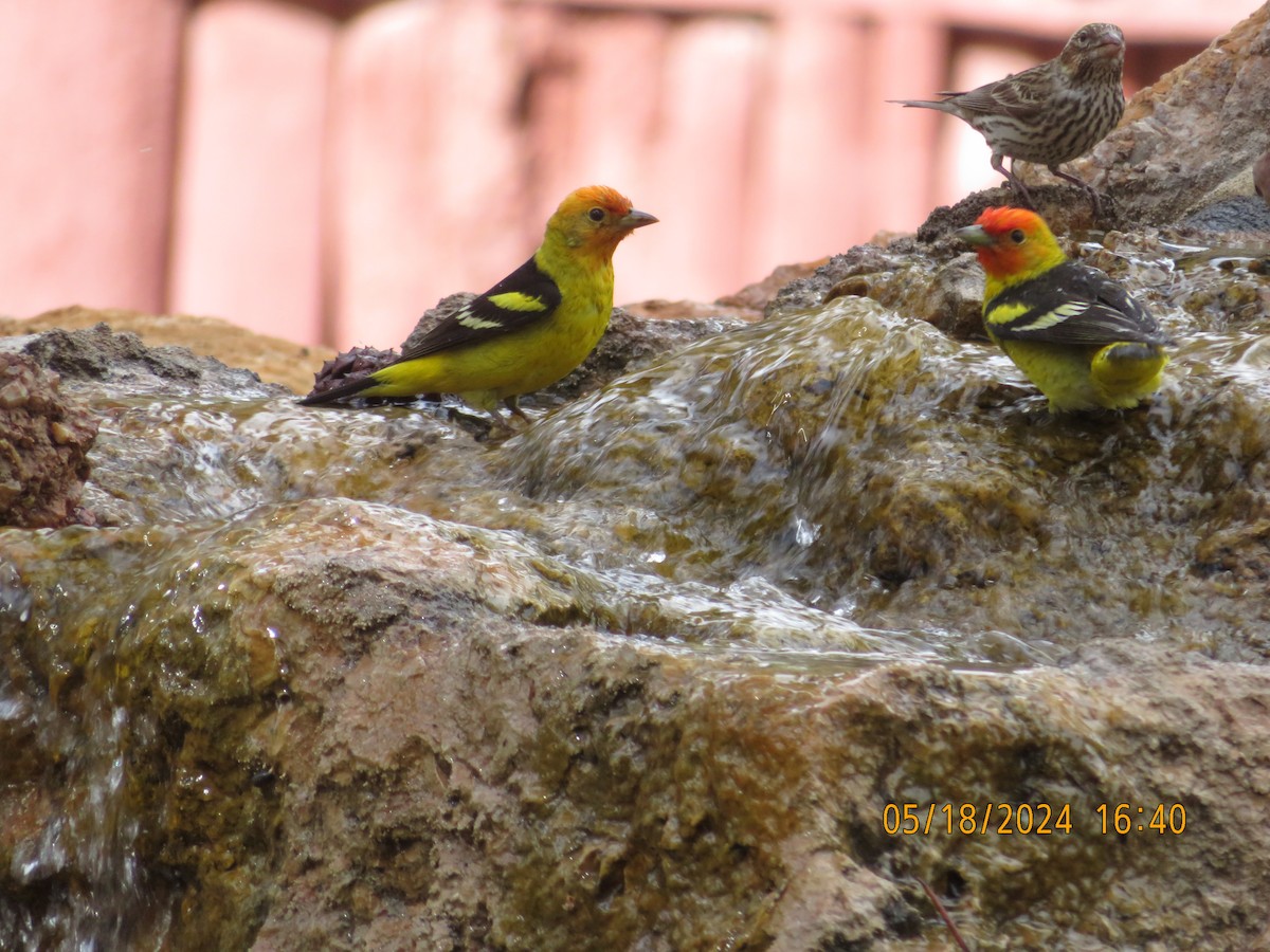 Western Tanager - ML619368558
