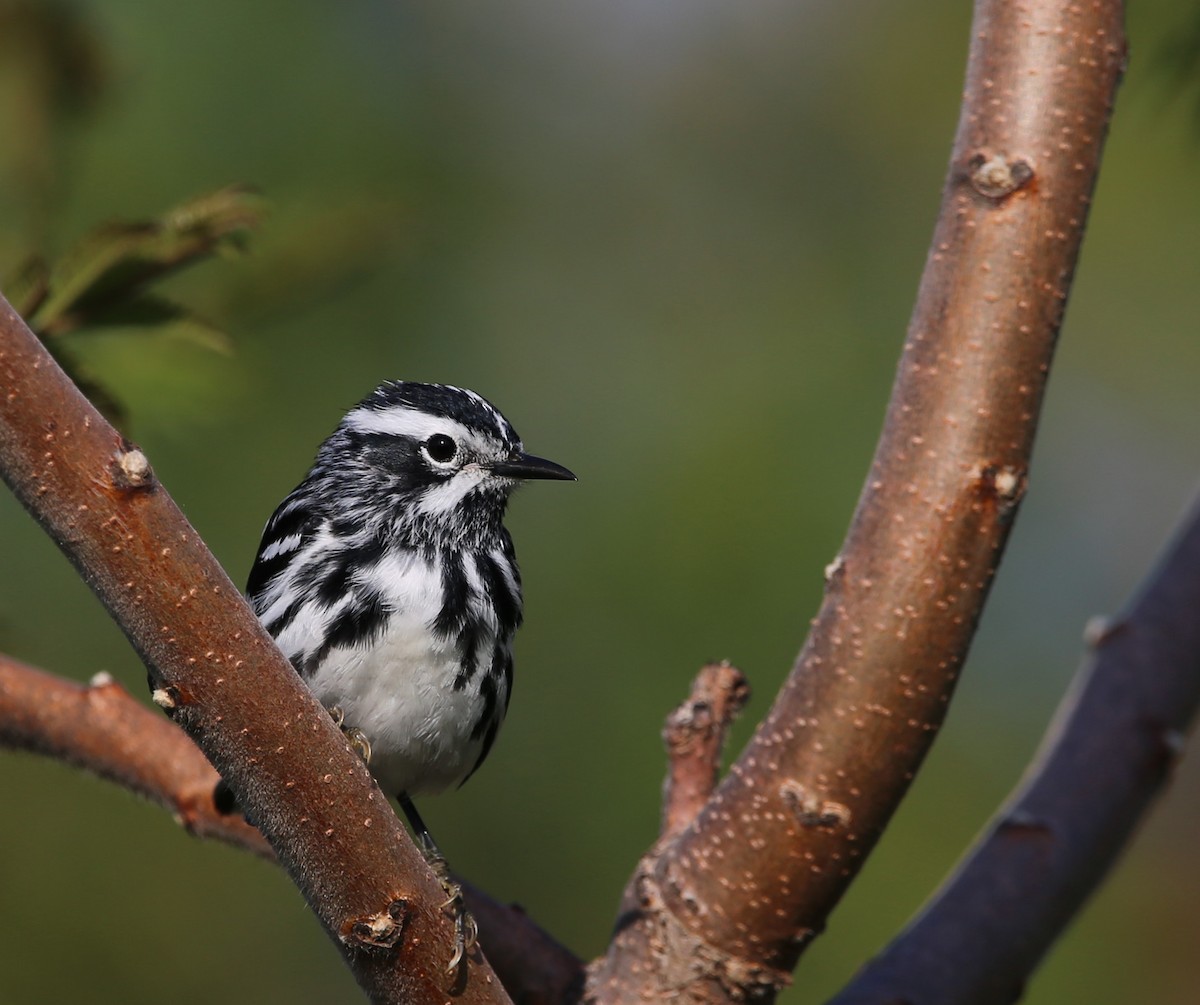 Black-and-white Warbler - ML619368592