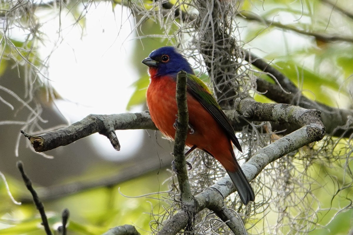 Painted Bunting - ML619368627