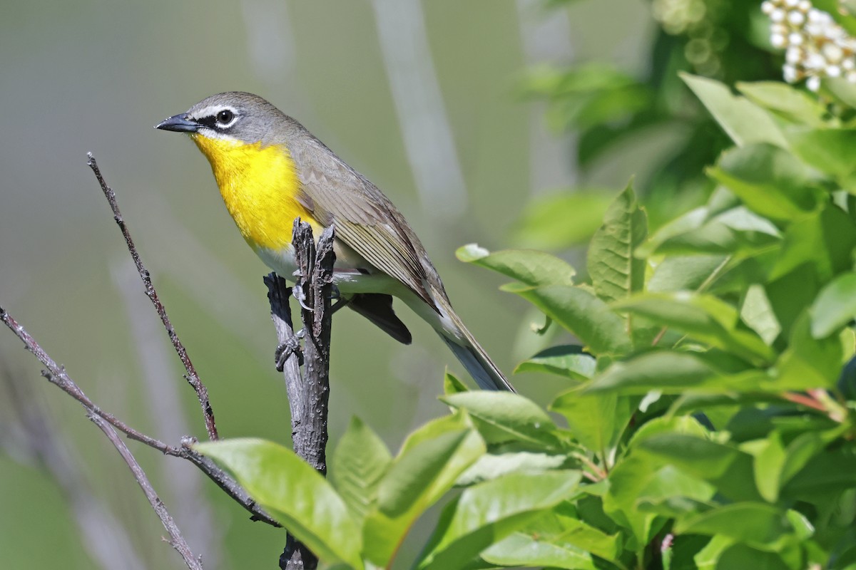 Yellow-breasted Chat - ML619368684