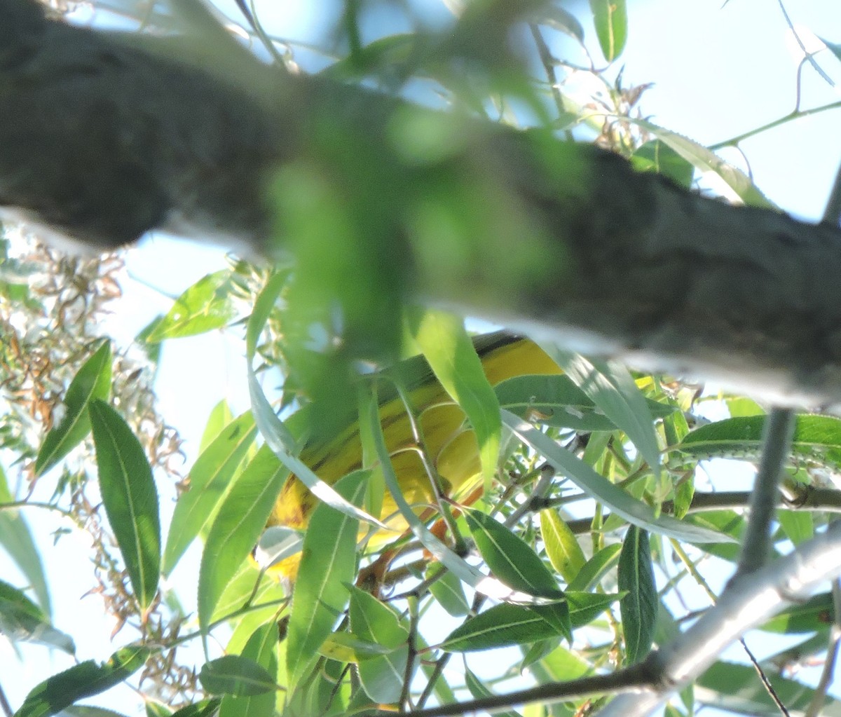 Yellow Warbler - ML619368685