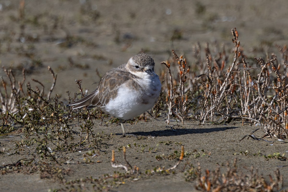Double-banded Plover - ML619368730