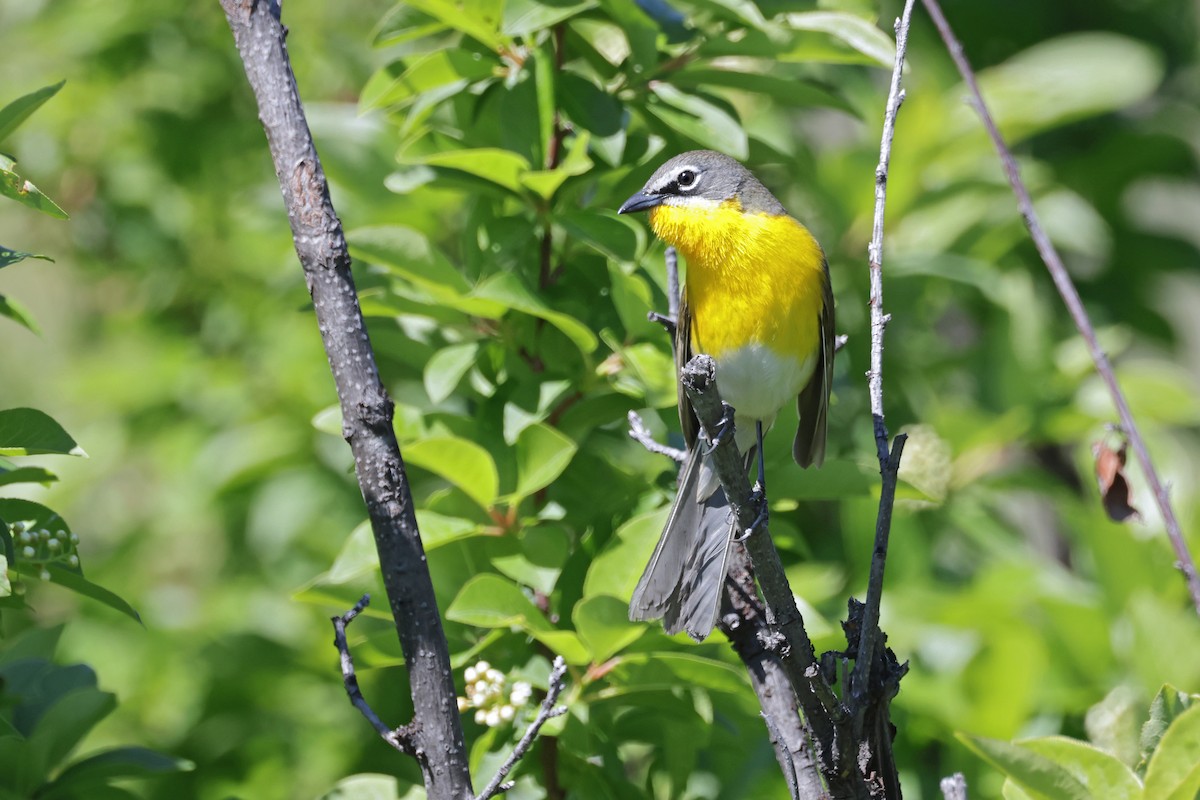 Yellow-breasted Chat - ML619368753