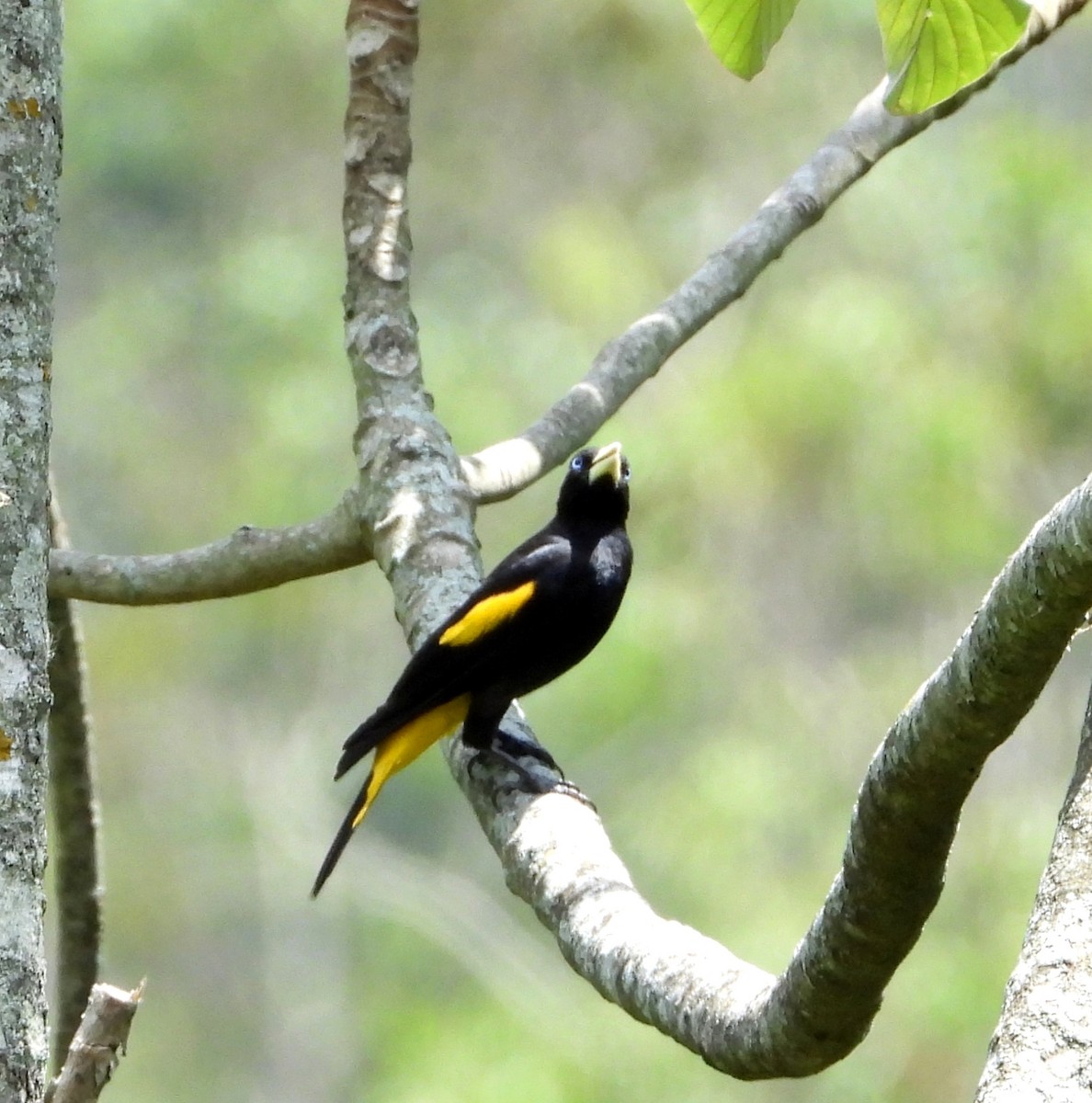 Yellow-rumped Cacique - ML619368765