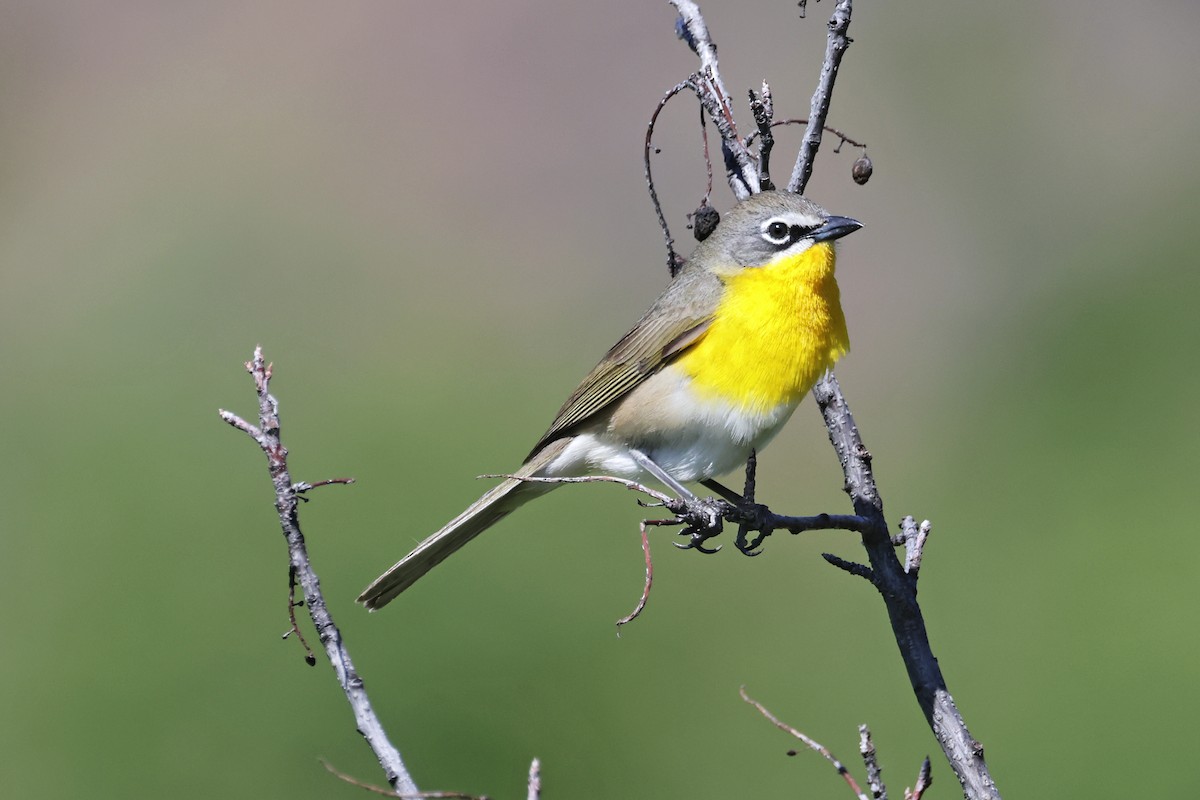 Yellow-breasted Chat - ML619368788