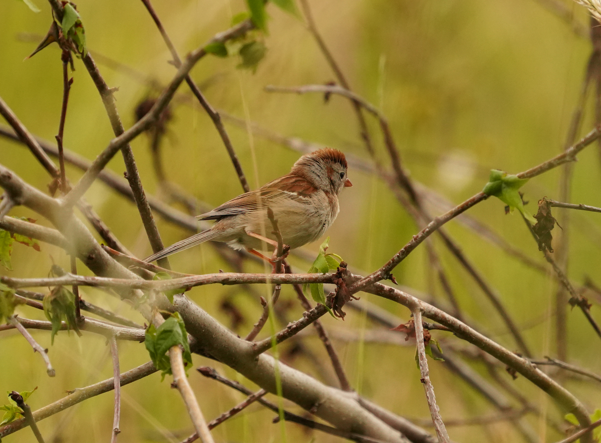 Field Sparrow - ML619368822