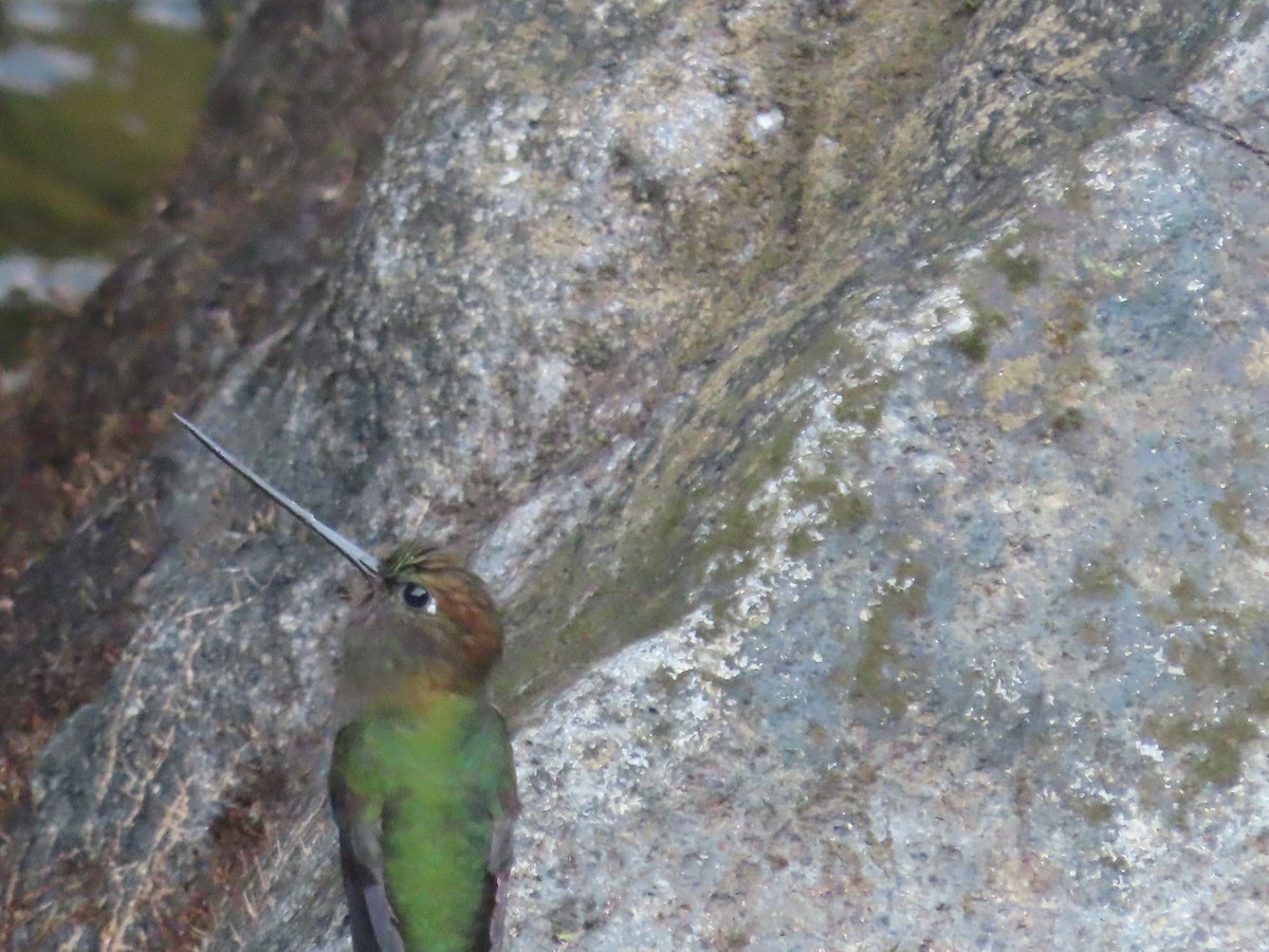 kolibřík zelenočelý - ML619368827