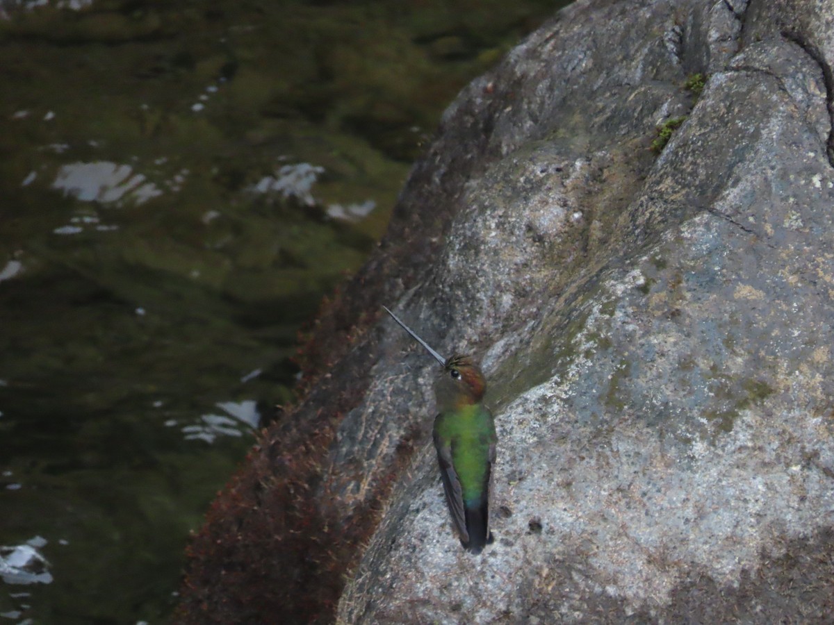 kolibřík zelenočelý - ML619368838