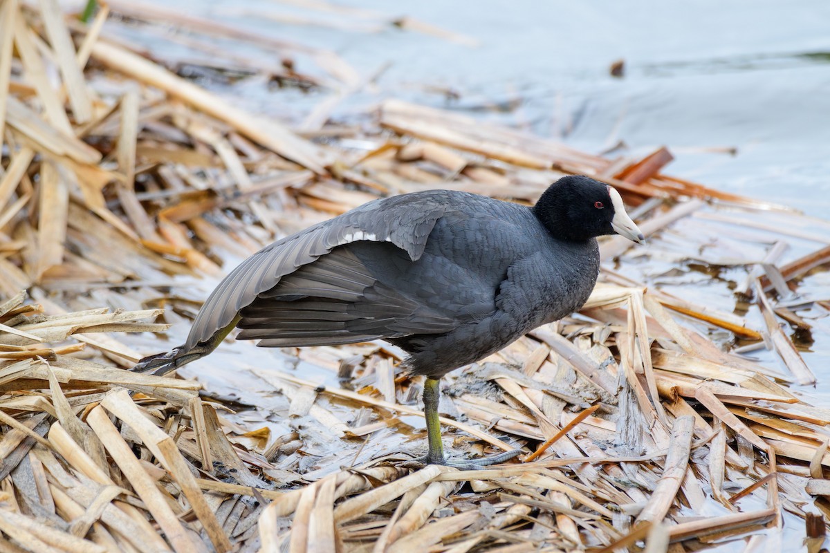 American Coot (Red-shielded) - ML619368849