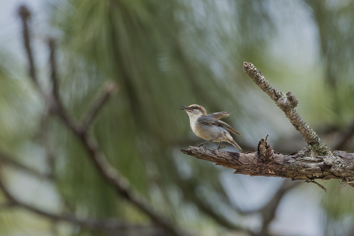 Brown-headed Nuthatch - ML619368856