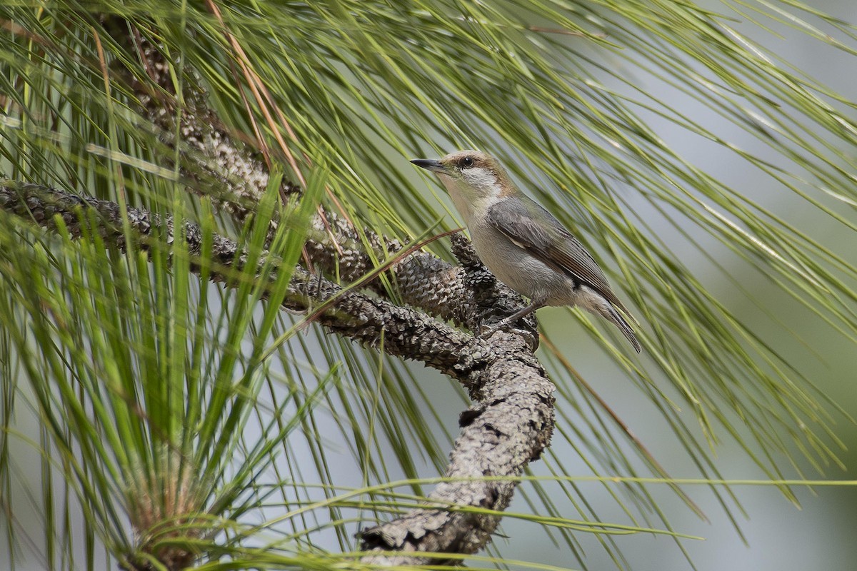 Brown-headed Nuthatch - ML619368858