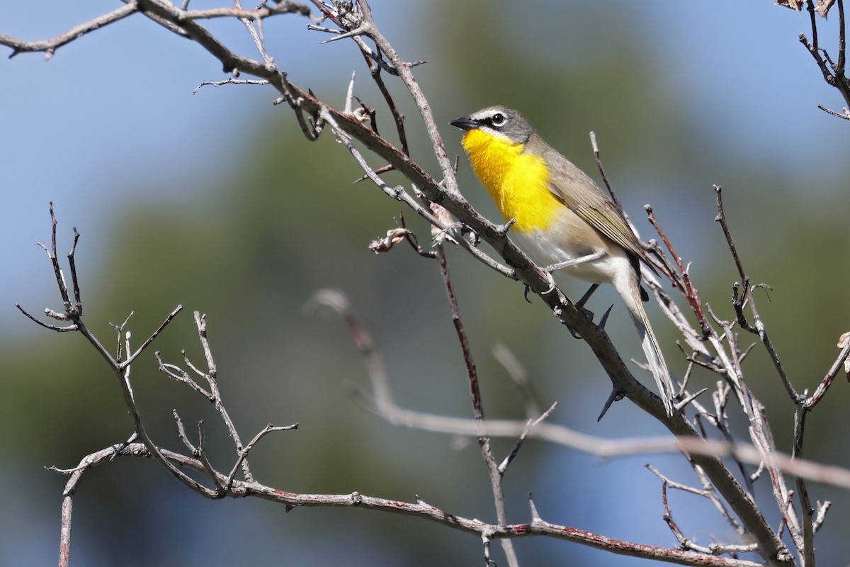 Yellow-breasted Chat - ML619368863