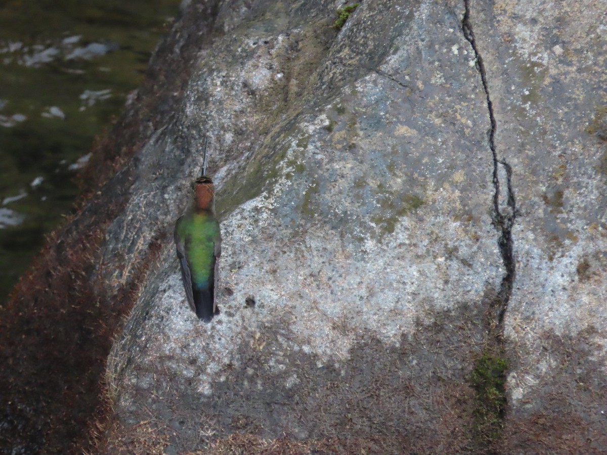 kolibřík zelenočelý - ML619368872
