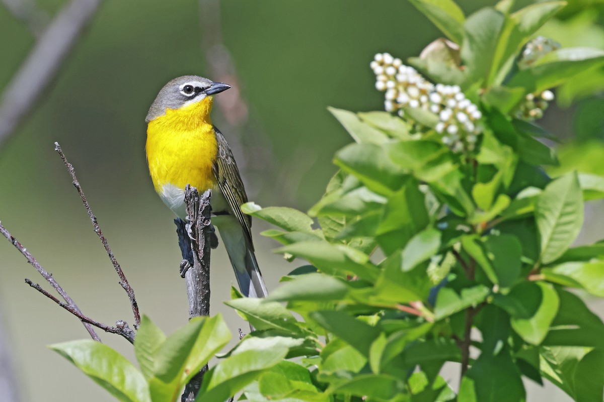 Yellow-breasted Chat - ML619368883