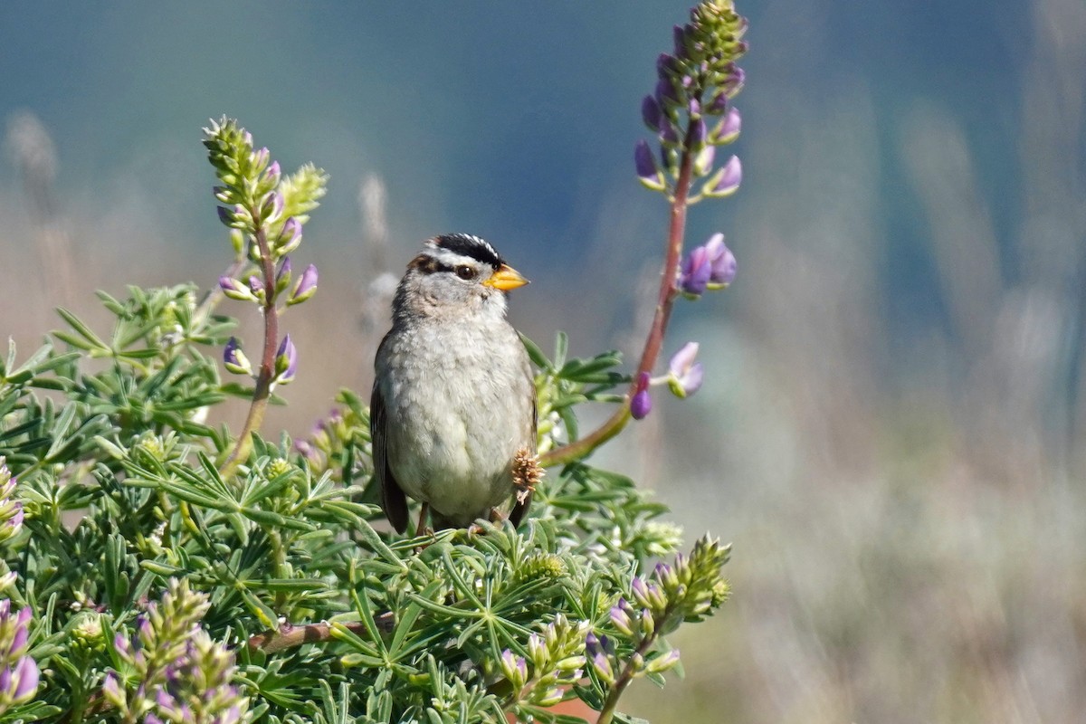 White-crowned Sparrow - ML619368922