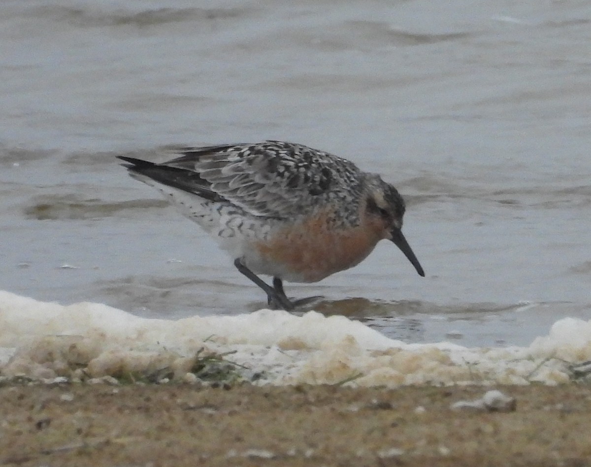 Red Knot - ML619368932