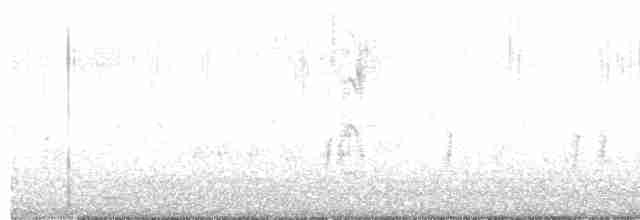 Weißbrustkleiber - ML619368943