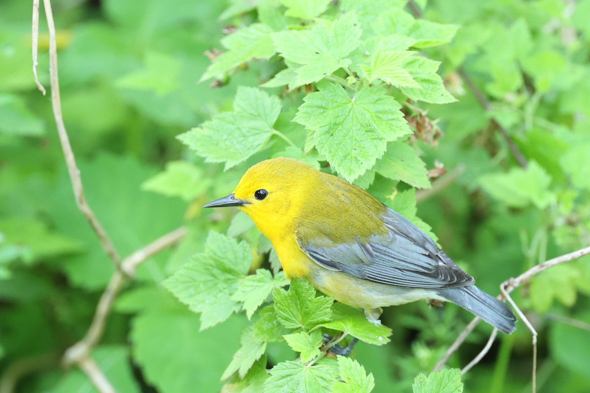 Prothonotary Warbler - ML619369017