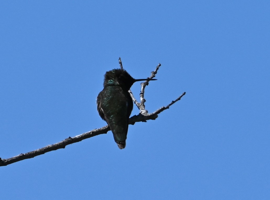 Anna's Hummingbird - ML619369022