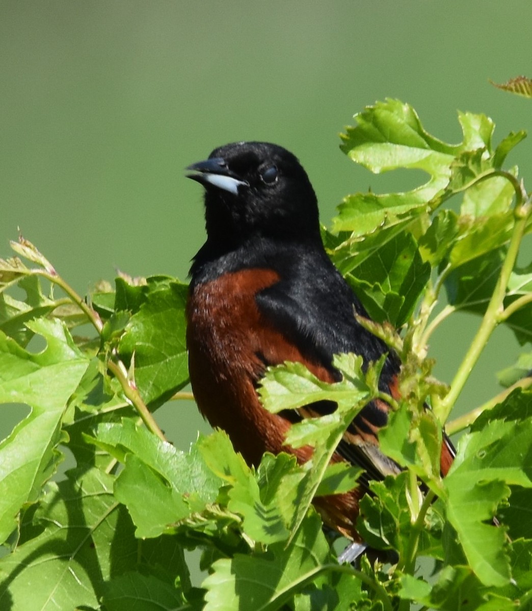 Orchard Oriole - ML619369030