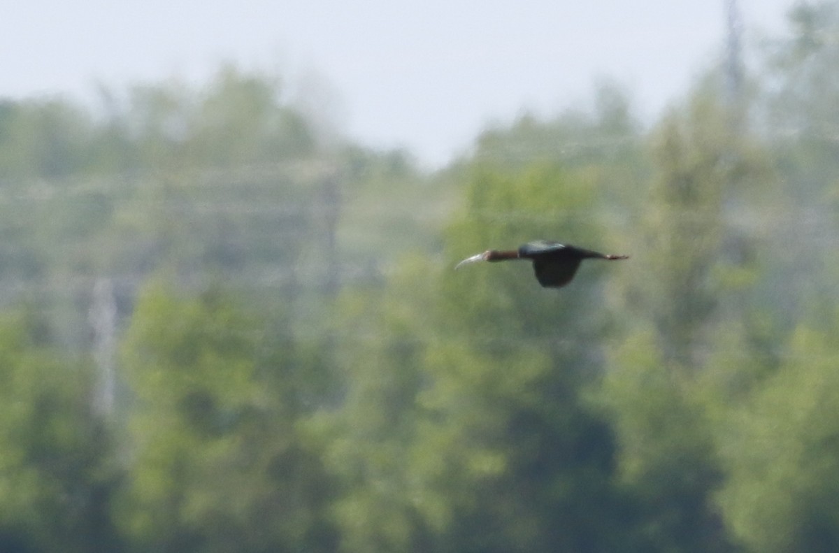 ibis americký - ML619369060