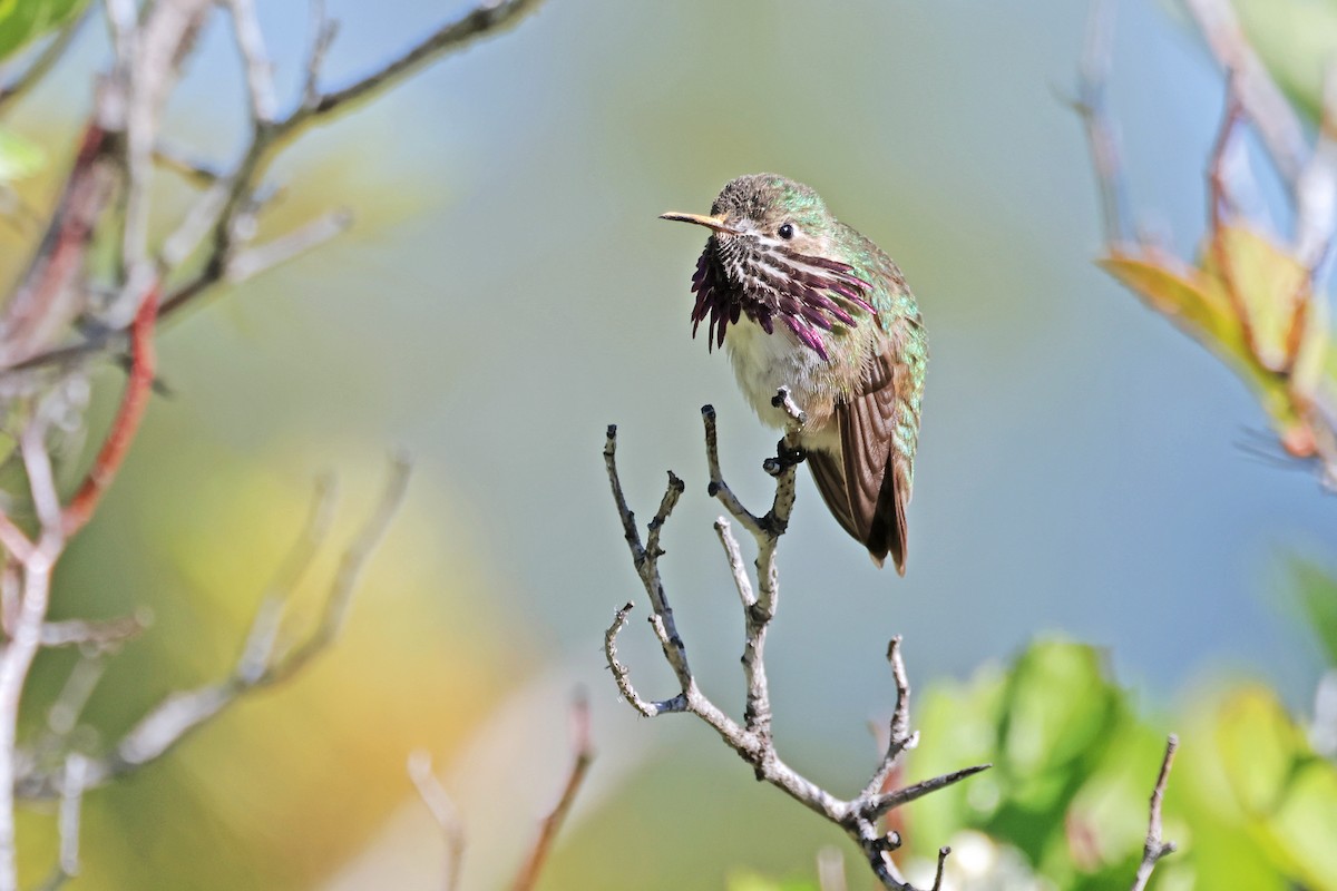 Calliope Hummingbird - ML619369066