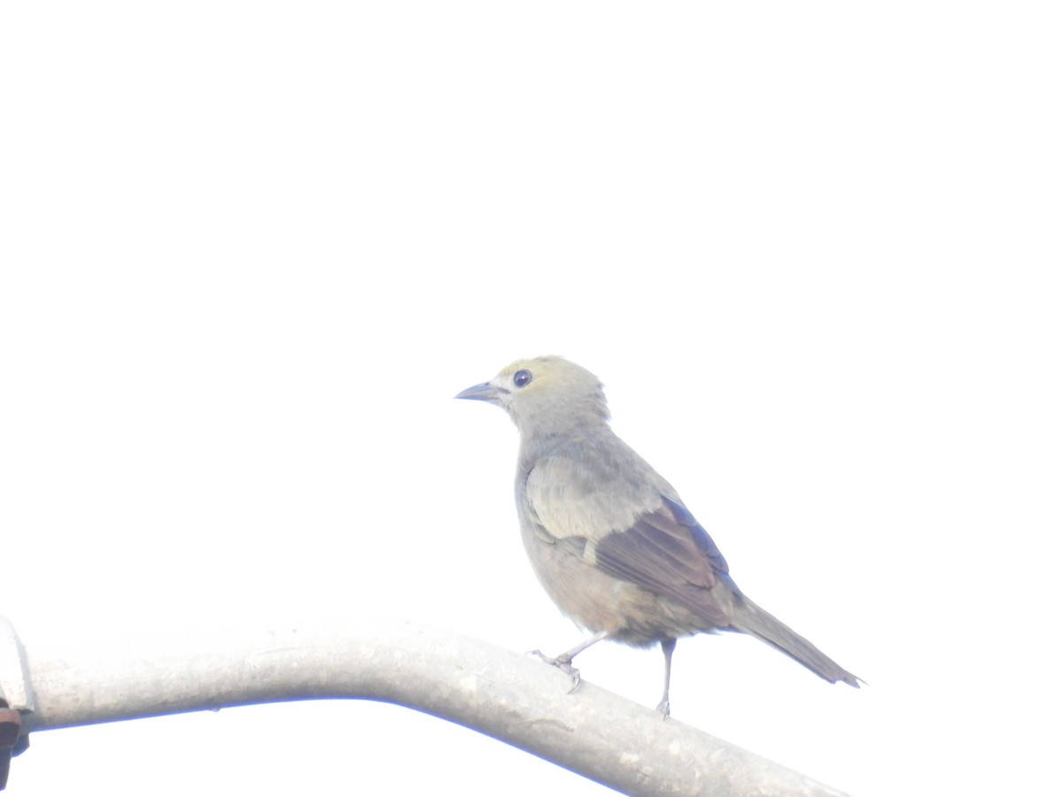 Palm Tanager - ML619369081