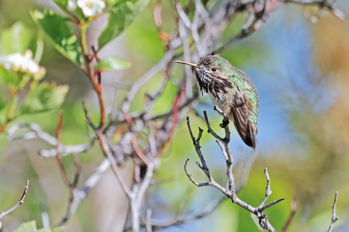 Calliope Hummingbird - ML619369083