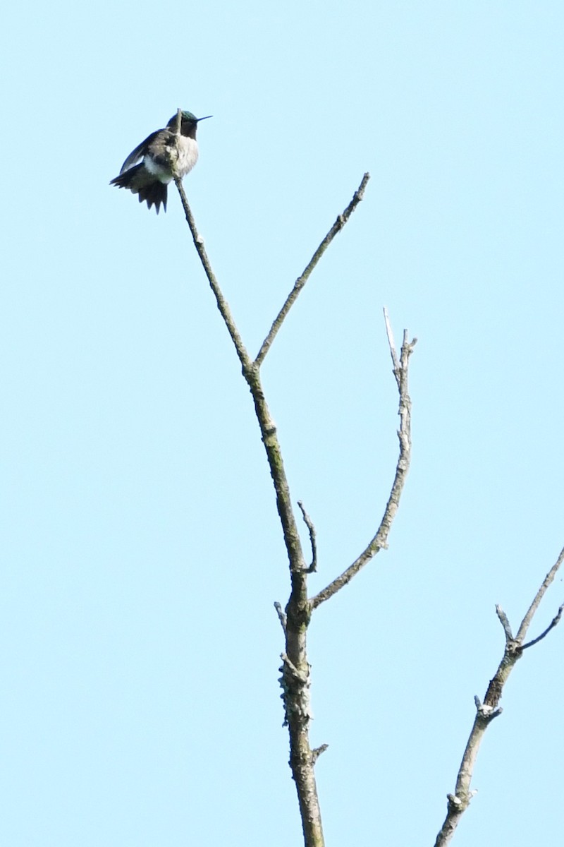 Yakut Boğazlı Kolibri - ML619369103
