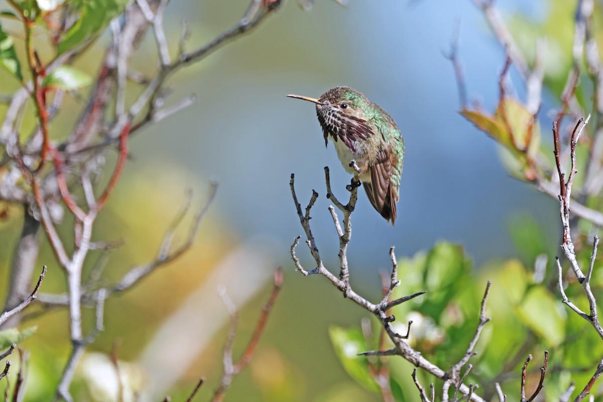 Calliope Hummingbird - ML619369120
