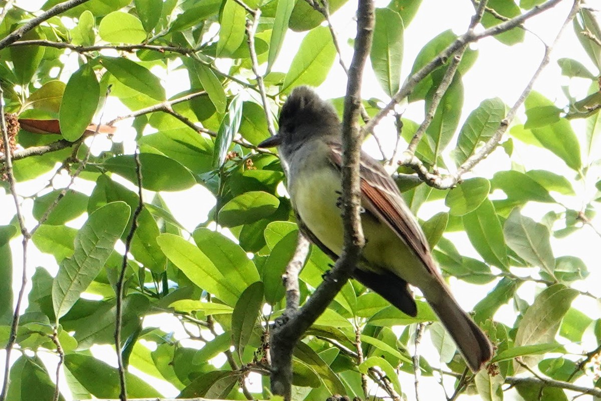 Great Crested Flycatcher - ML619369129