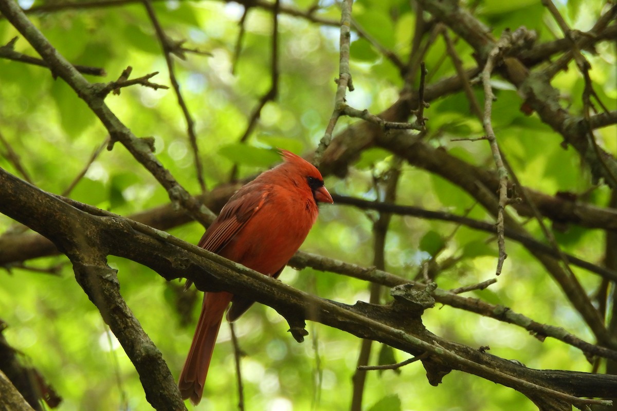 Cardinal rouge - ML619369144