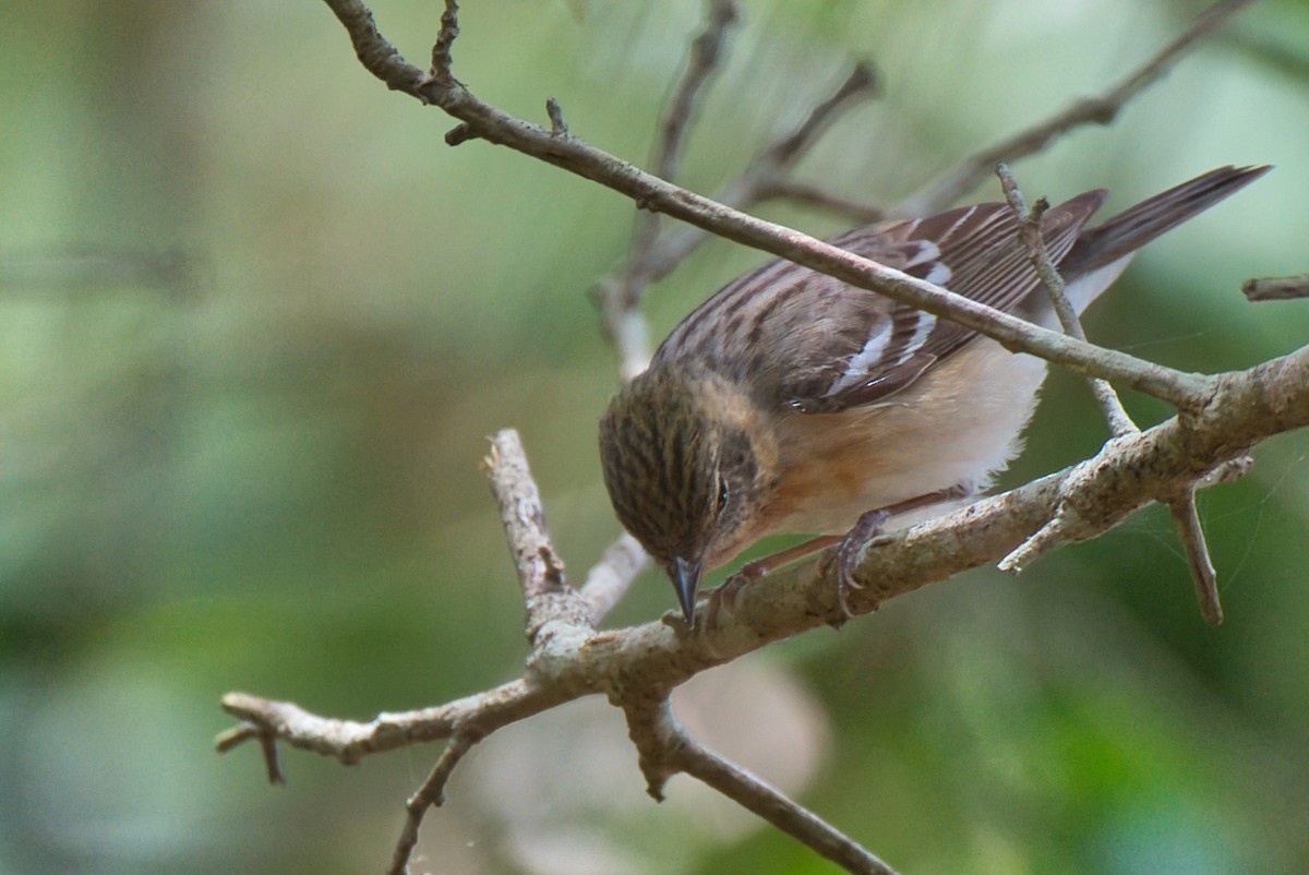 Bay-breasted Warbler - ML619369184