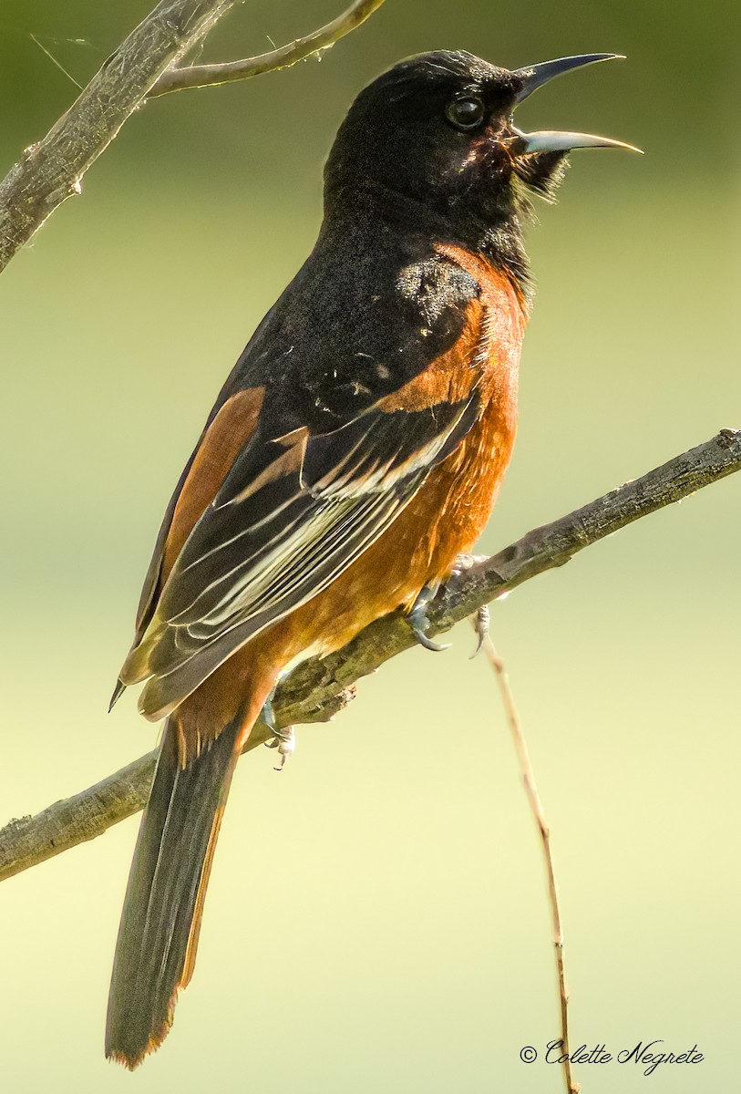 Orchard Oriole - ML619369203