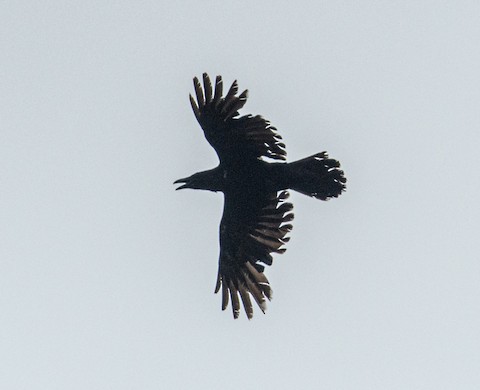 Common Raven - Bert Filemyr