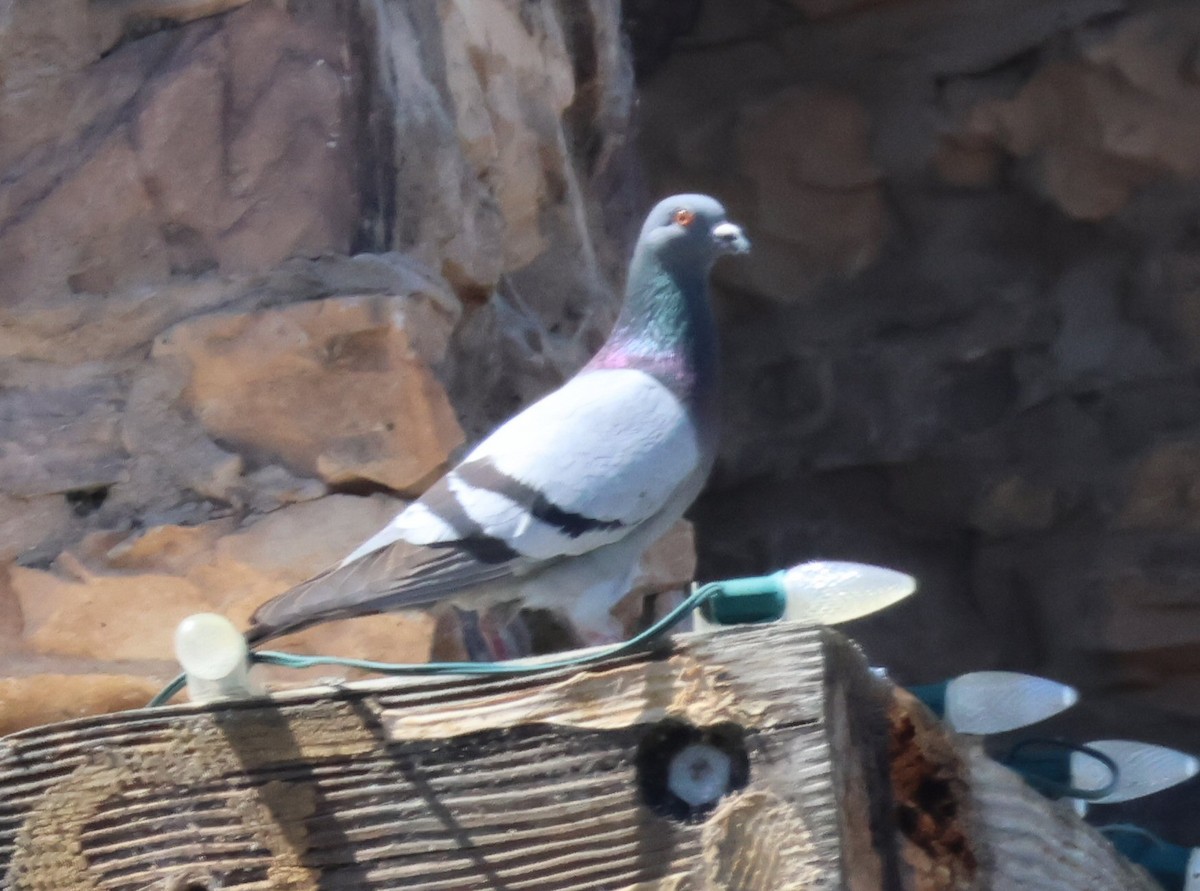 Pigeon biset (forme domestique) - ML619369261
