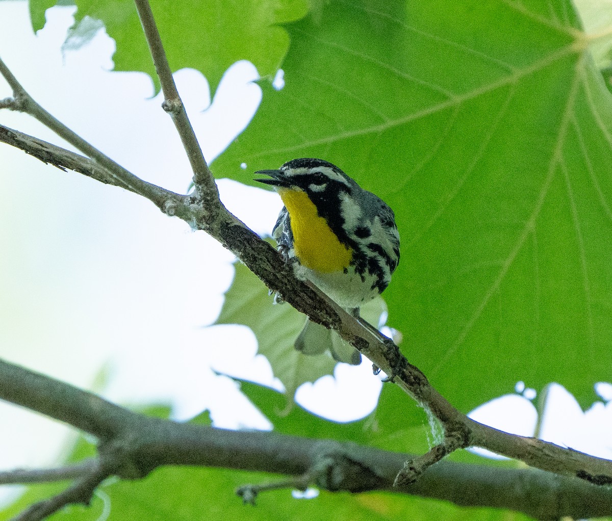 Yellow-throated Warbler - ML619369284