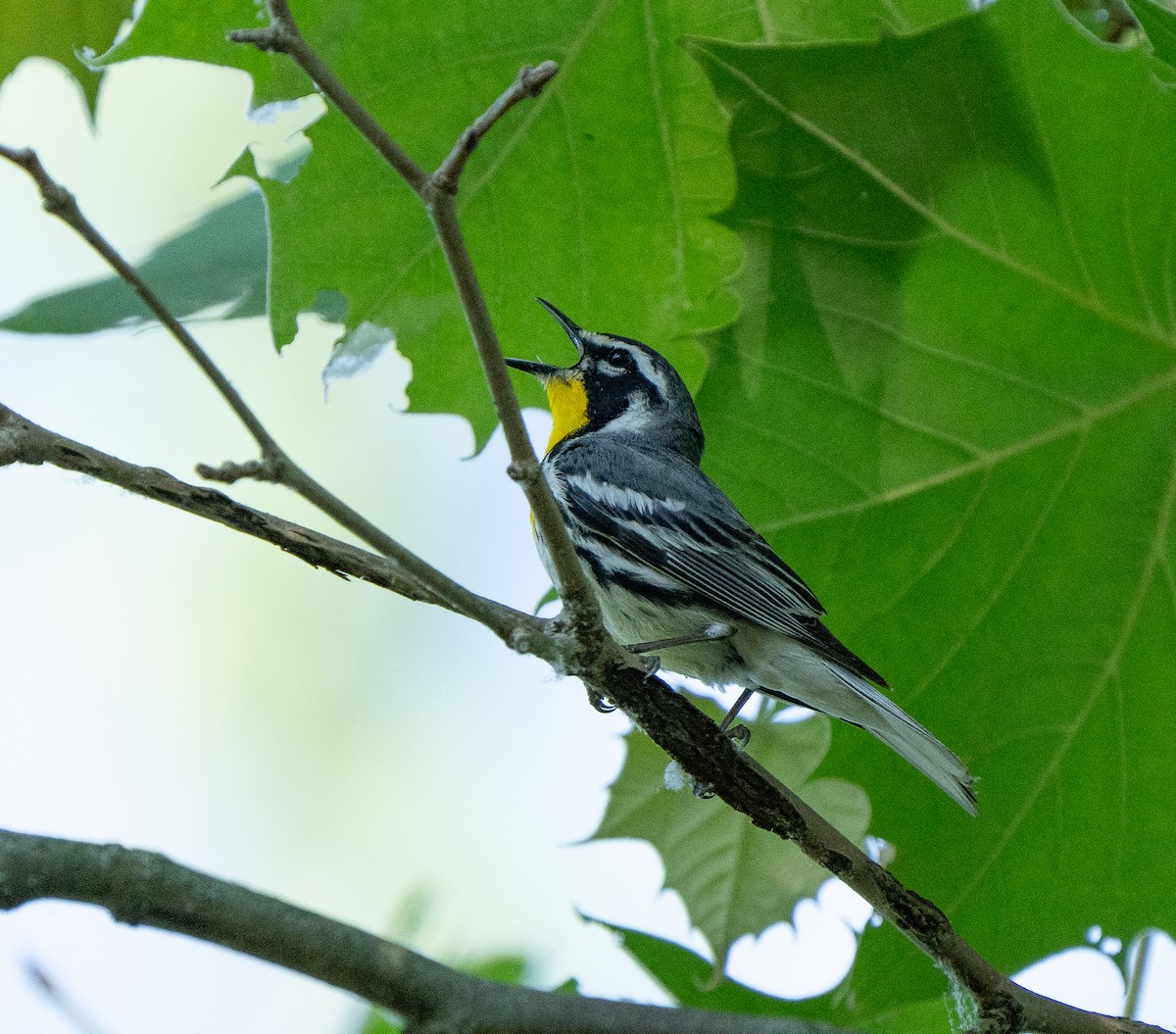Yellow-throated Warbler - ML619369287
