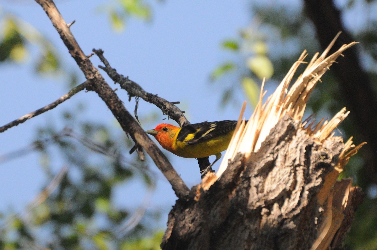 Western Tanager - ML619369305