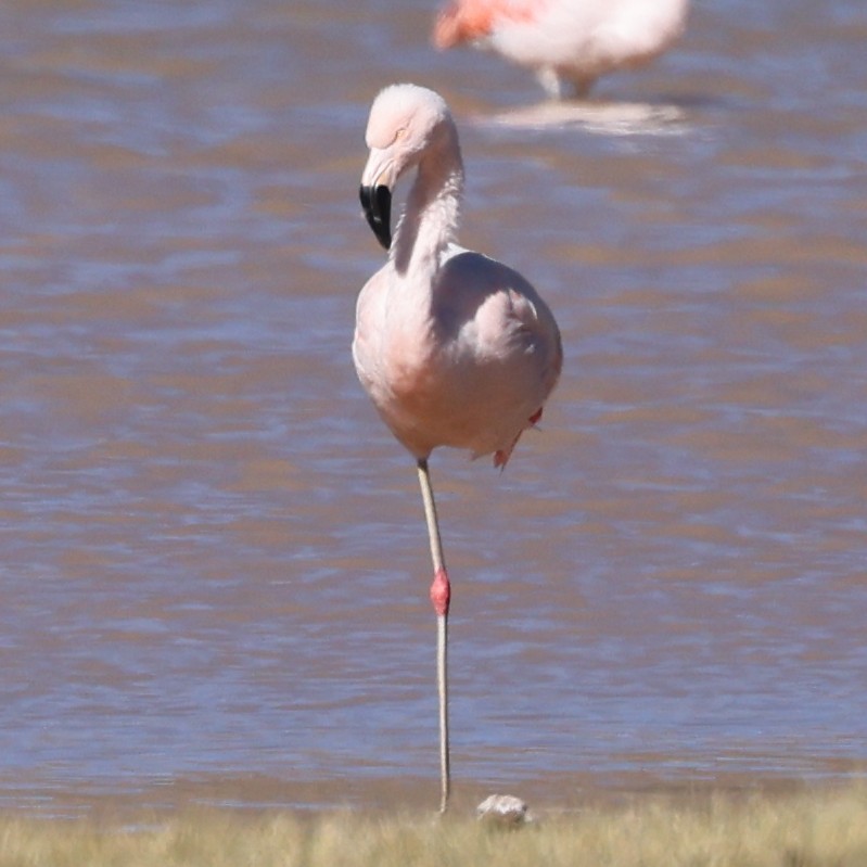 Andean Flamingo - ML619369347