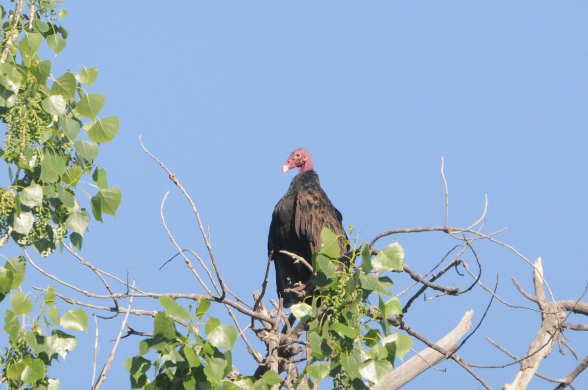 Turkey Vulture - ML619369352