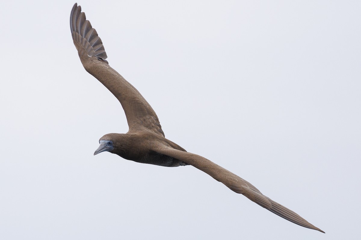 Brown Booby - ML619369355