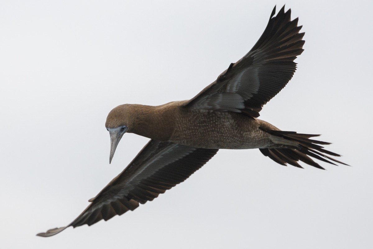 Brown Booby - ML619369356