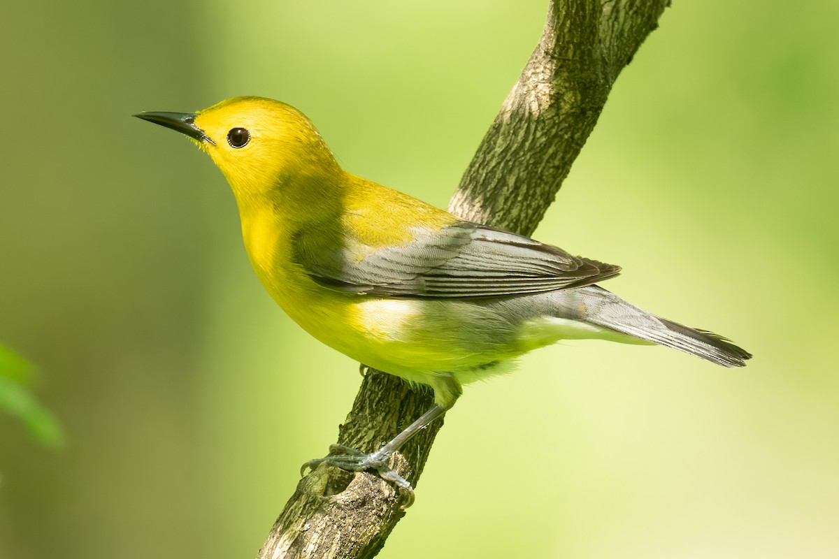 Prothonotary Warbler - ML619369371